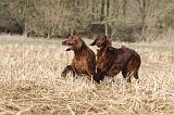 SETTER IRLANDAIS 477